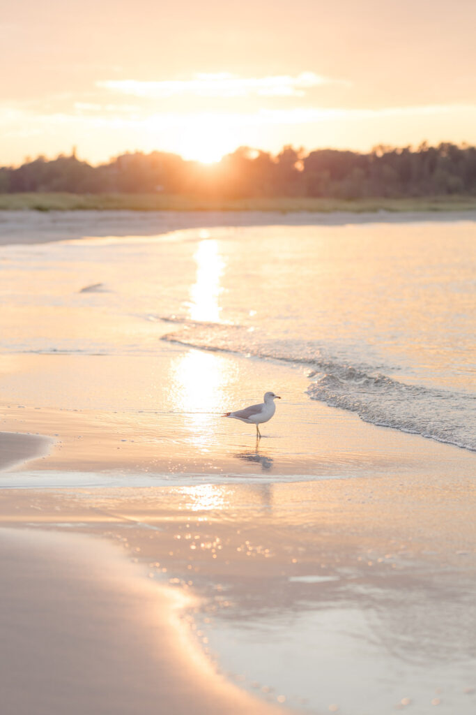 Seagull stands at the edge of the shoreline during golden hour with sunlight reflecting across the water, highlighting the quiet nautical atmosphere that defines many Cape Cod wedding venues and coastal galleries.